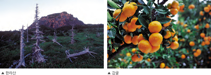 한라산과 감귤 이미지