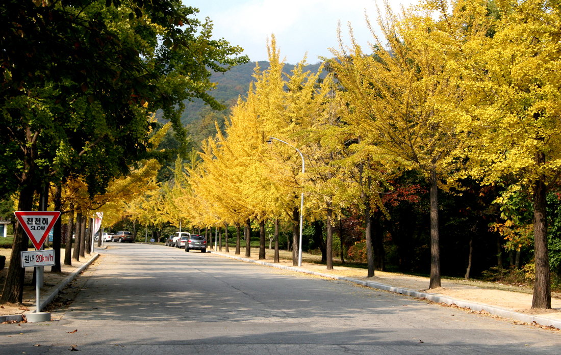 산책로 가을