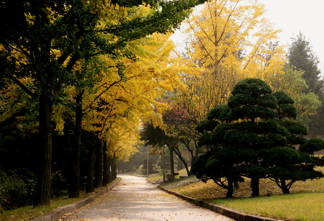 산책로 가을